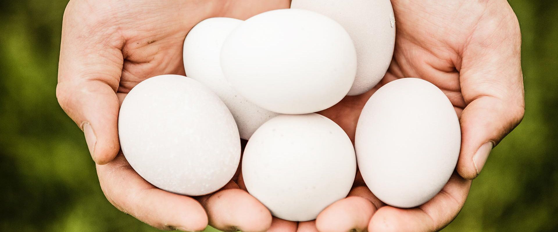 Meet your Ohio egg farmers